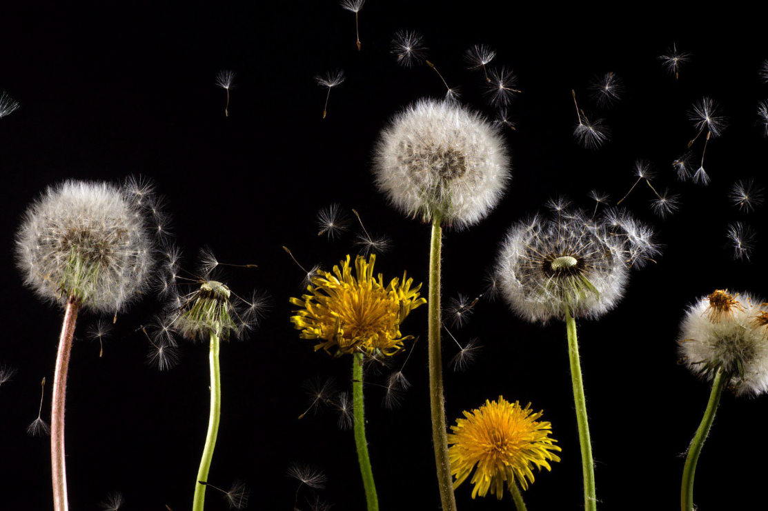 SEEDS: NATURE