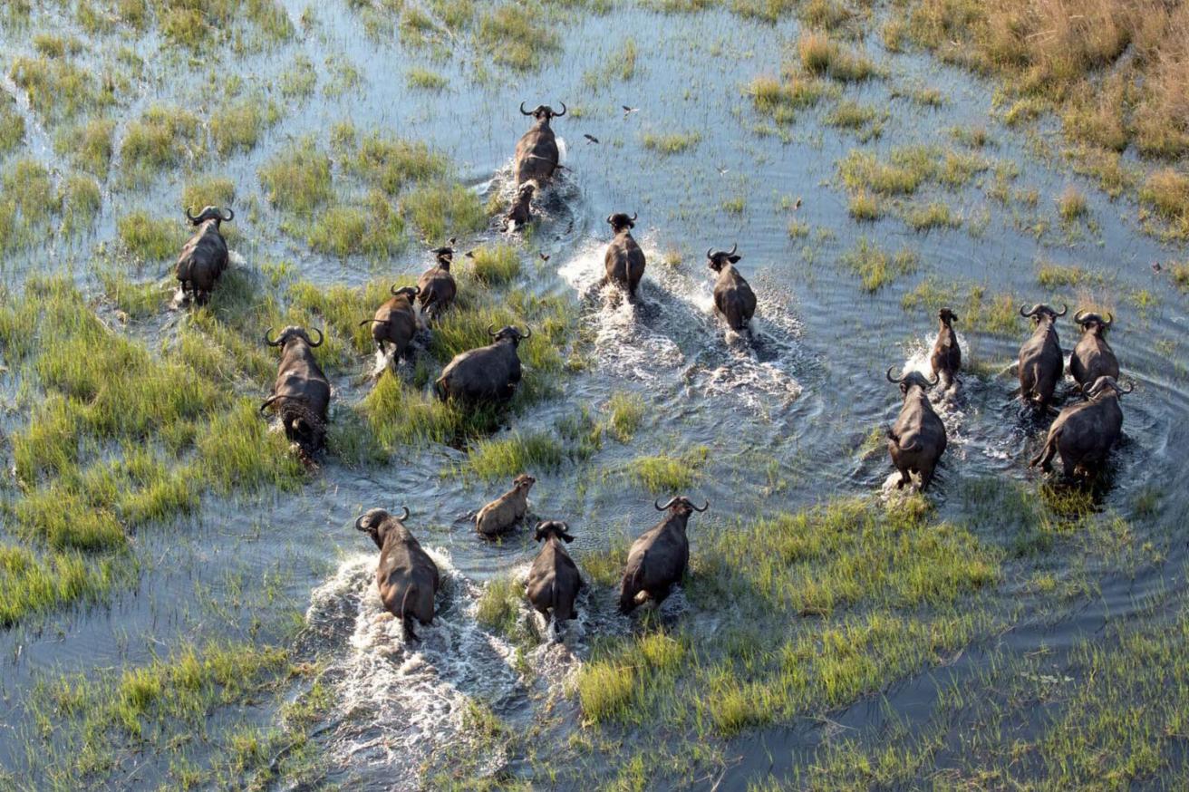 THE MYSTERY OF THE OKAVANGO: SAVING THE EMERALD DELTA